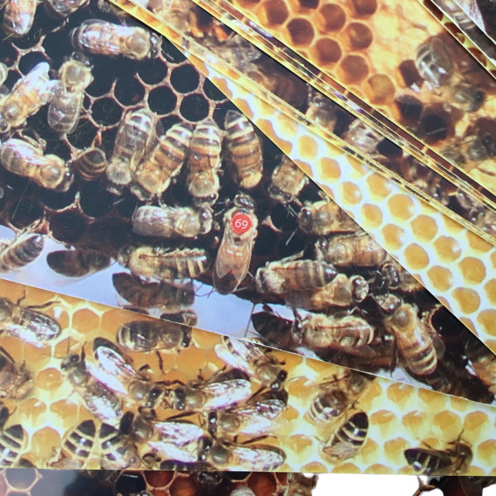 Kit de 18 photos didactiques, sa majesté la reine des abeilles