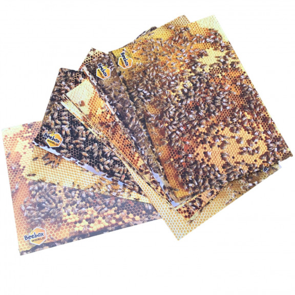 Kit de 18 photos didactiques avec des abeilles