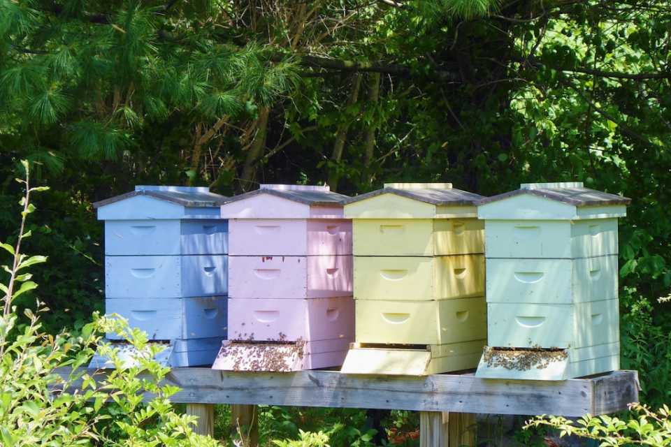 Comment bien protéger ses ruches en bois ?