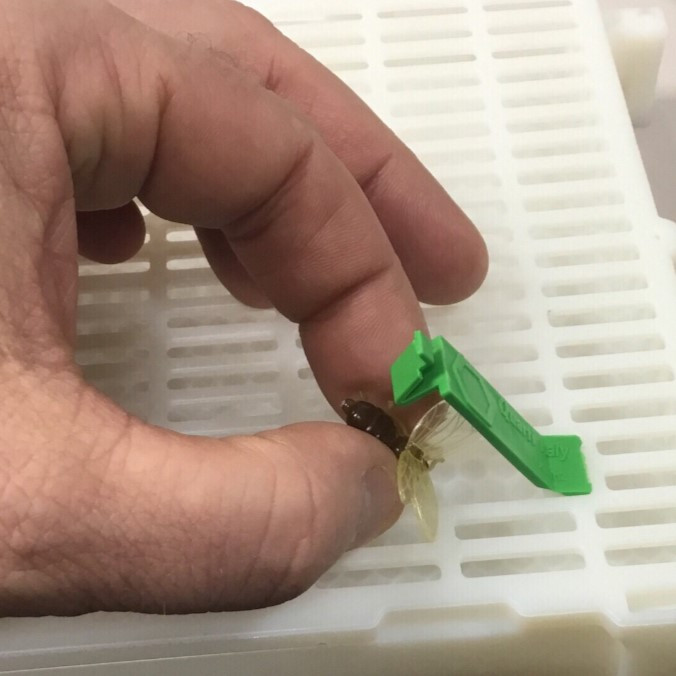 Porte permettant d'introduire la reine sur le cadre alvéolé