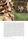 Observations sur la planche d'envol ; comprendre une colonie d'abeilles sans ouvrir la ruche