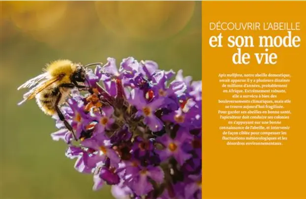 beeboxworld-installer-un-premier-rucher-merit-riondet (2).webp