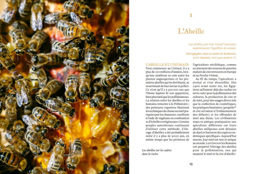 beeboxworld-accueillir-des-abeilles-ulmer (5).webp