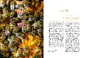 beeboxworld-accueillir-des-abeilles-ulmer (5).webp