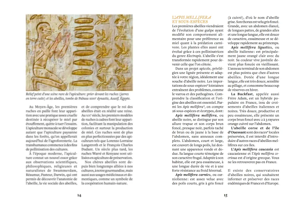 beeboxworld-accueillir-des-abeilles-ulmer (4).webp