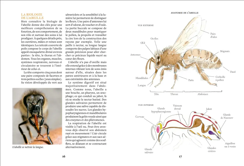 beeboxworld-accueillir-des-abeilles-ulmer (3).webp