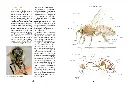 beeboxworld-accueillir-des-abeilles-ulmer (3).webp