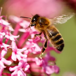 beeboxworld-essentielles-+-royal-care.webp
