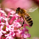 beeboxworld-essentielles-+-royal-care.webp
