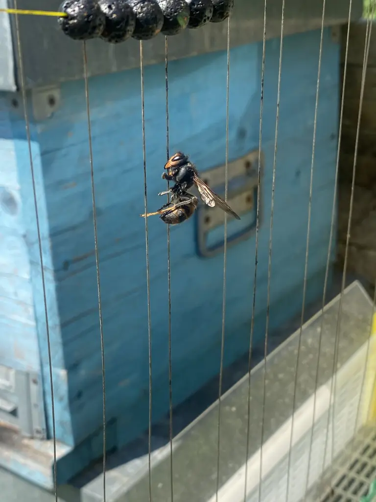 harpe anti frelon beeprotector beeboxworld frelon mort.webp