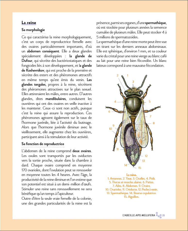 Le grand guide visuel de l'apiculture .webp
