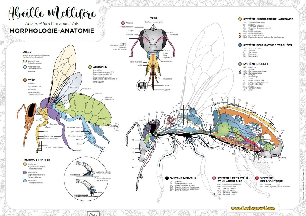 Poster A1- MORPHOLOGIE - ANATOMIE DE L'ABEILLE