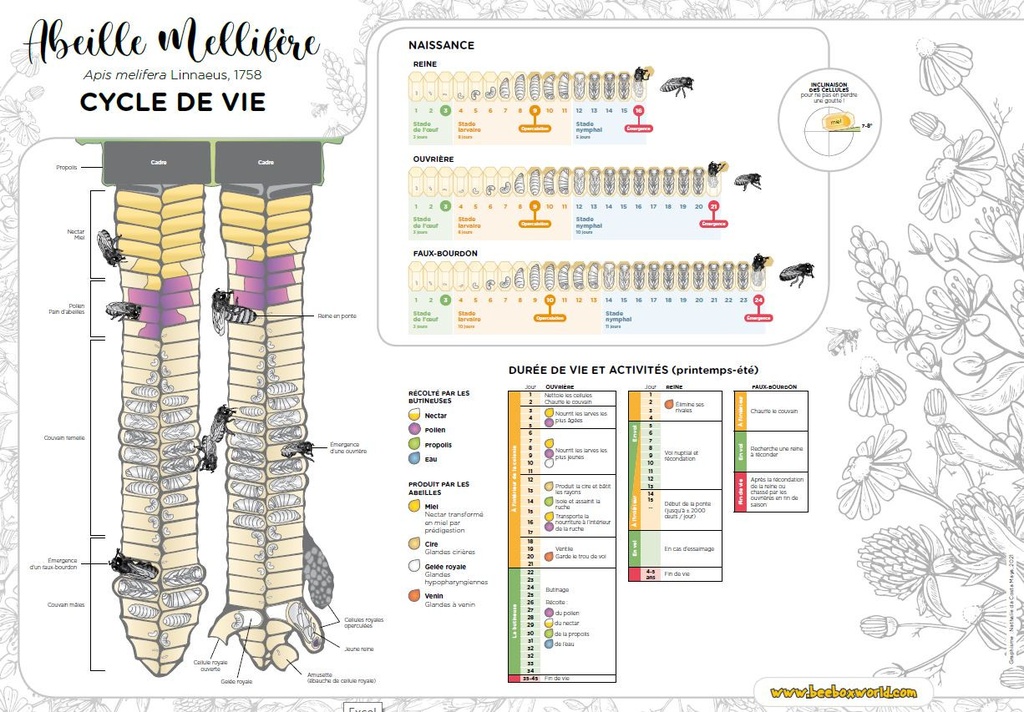 Poster A1 - CYCLE DE VIE DE L'ABEILLE