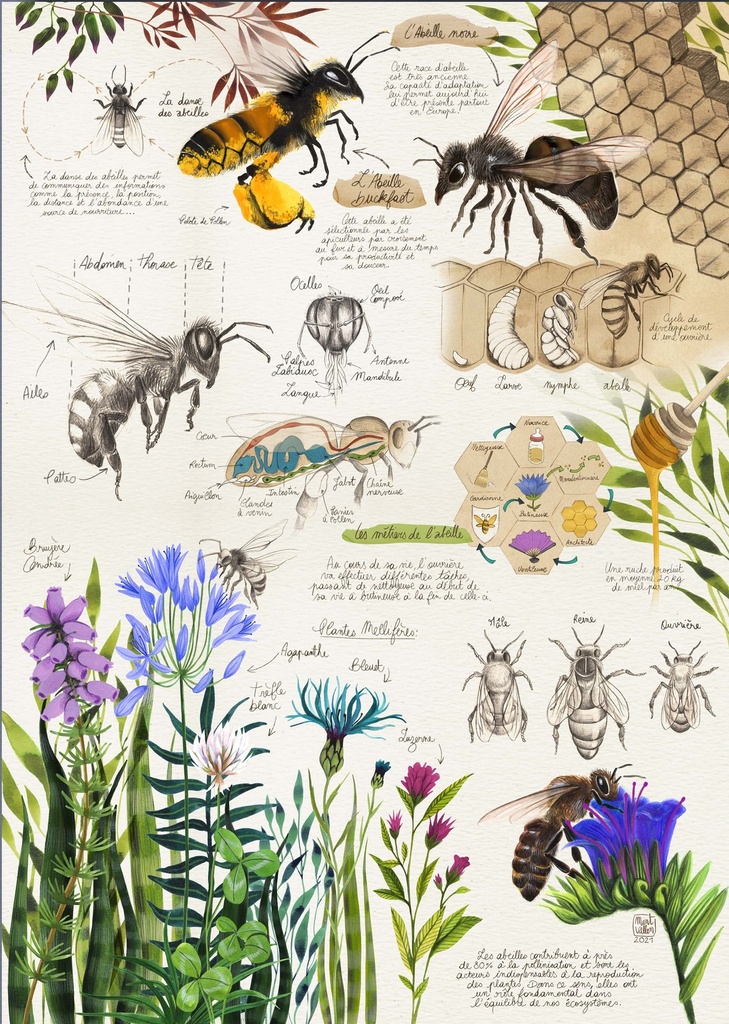 Box illustration Découverte