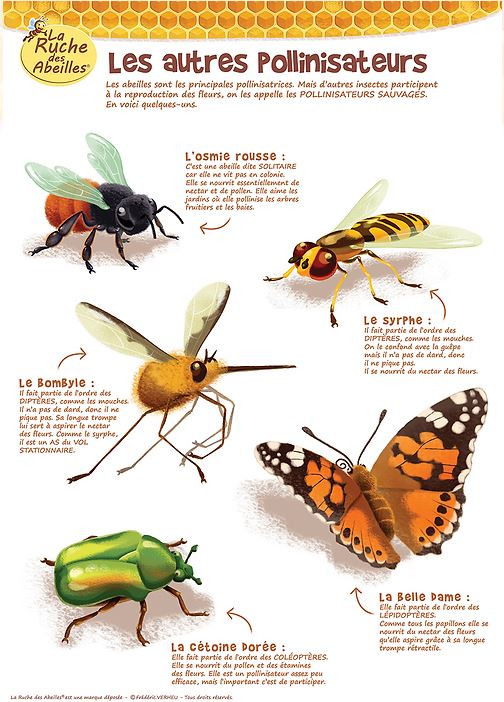 Kit animation: 5 posters A3 - La Ruche des Abeilles