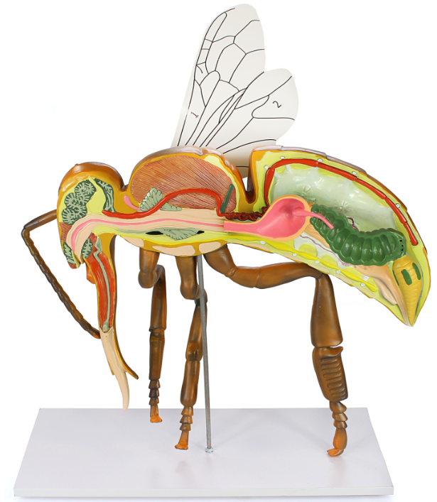 Modèle anatomique de l'abeille