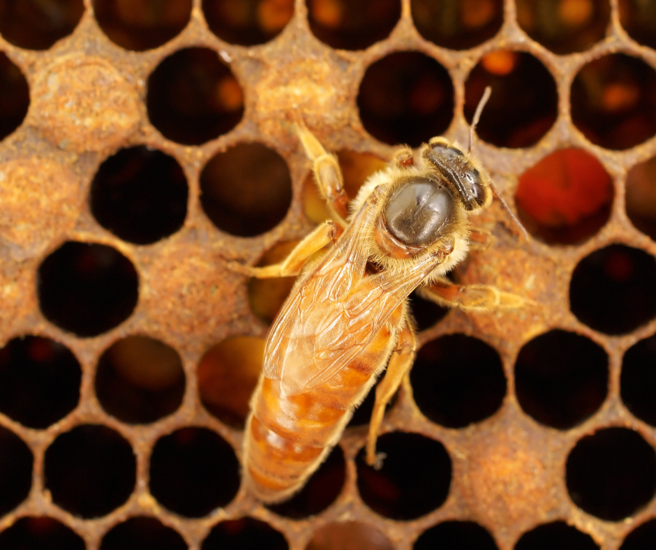 Reine de production F1 Buckfast - 23 MAI