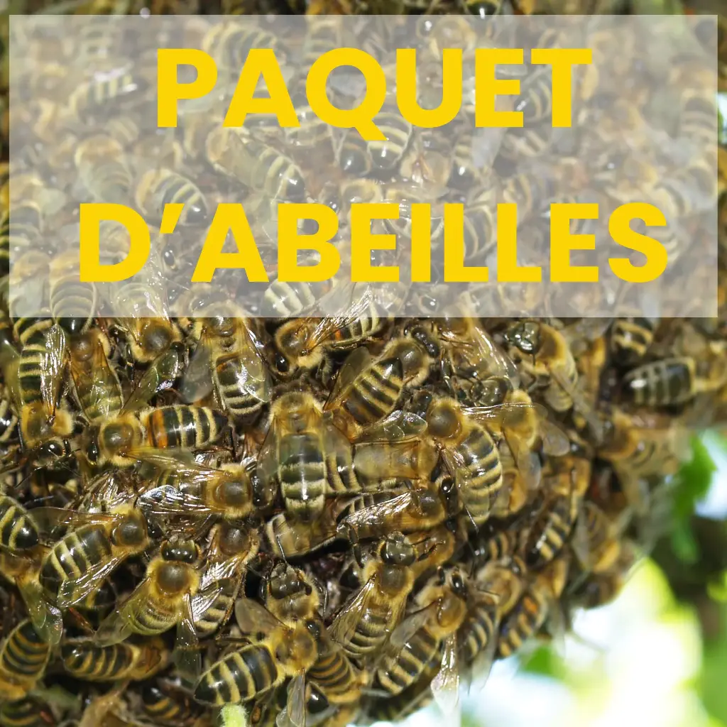 Essaim nu ou paquet d'abeilles avec reine 2026 - Buckfast - livraison le 18 avril