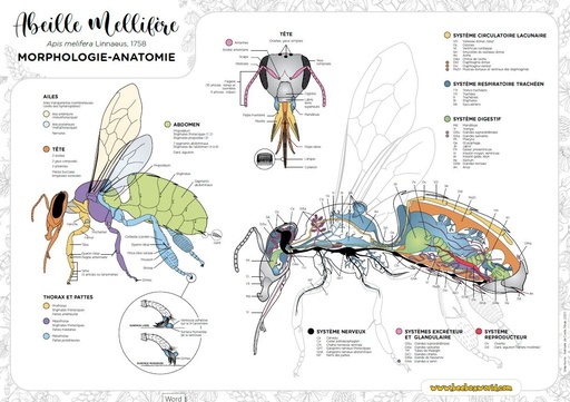 Poster A1- MORPHOLOGIE - ANATOMIE DE L'ABEILLE