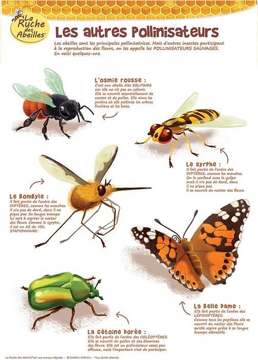 [KITPOS] Kit animation: 5 posters A3 - La Ruche des Abeilles