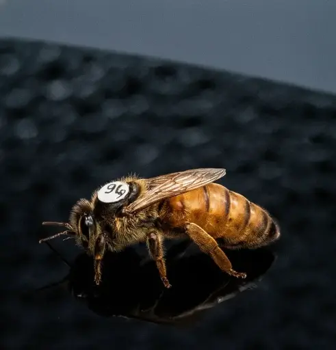 [F1-BUCK-BEEL-11-07] Reine BELGE de production Buckfast - 11 juillet  