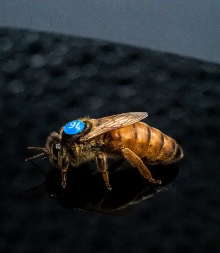 [F1-BUCK-BEEL-08-08] Reine BELGE de production Buckfast - 9 août